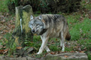 Biolożka: wilki to bardzo socjalne zwierzęta z ogromnym wpływem na ekosystem (wywiad)