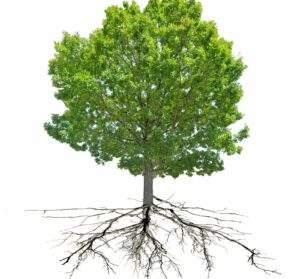 Inwestycje a korzenie drzew