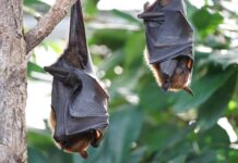 Nietoperze mogą być skutecznym bioindykatorem zanieczyszczenia metalami śladowymi
