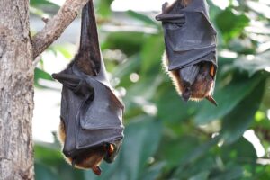 Nietoperze mogą być skutecznym bioindykatorem zanieczyszczenia metalami śladowymi