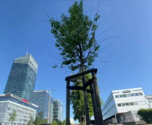 Gdańsk planuje posadzić 700 drzew jeszcze tej jesieni