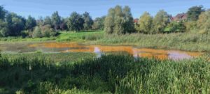 Szczecin. Jezioro Słoneczne zanieczyszczone nieznaną substancją