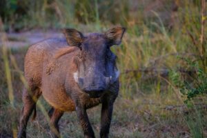 Afrykański pomór świń. Zakaz wstępu do lasów w woj. zachodniopomorskim