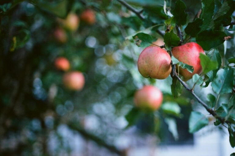 Nowy Jork otrzymał od Polski ponad 300 jabłoni