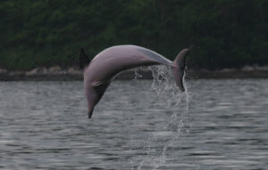 Delfiny z Brazylii giną przez upały i suszę