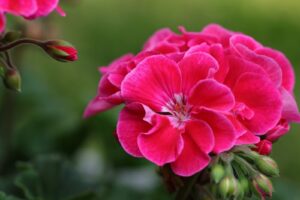 Warszawa. Zarząd Oczyszczania Miasta rozdaje pelargonie