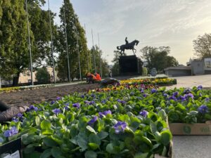 Tysiące bratków ubarwią Lublin