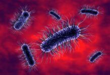 W Ślemieniu na Żywicczyźnie woda pitna zakażona Escherichia coli