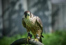 Miasta rezerwatem dla gatunków chronionych