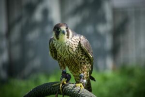 Miasta rezerwatem dla gatunków chronionych