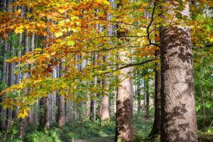 Badanie: lasy wielogatunkowe pochłaniają węgiel 70 proc. bardziej wydajnie, niż drzewne monokultury