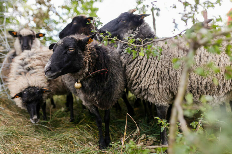 Pracownik GZDiZ oraz osoba, która wygrała przetarg oskarżeni w sprawie przetargu na wypas owiec