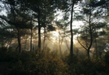 Badanie: przed pojawieniem się człowieka cała Europa nie była porośnięta gęstymi lasami