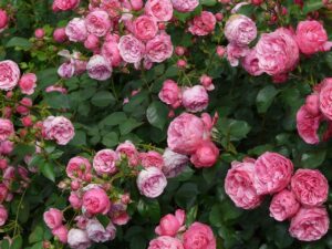 Ostrów Wlkp. W mieście powstanie kolejny ekologiczny korytarz; zostanie zasadzonych 4 tys. róż