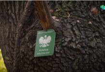 Wrocław. “Dąb Strażnik” nowym pomnikiem przyrody