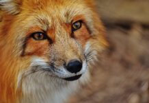Elbląg. Coraz więcej zgłoszeń o pojawiających się w mieście lisach