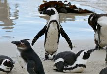 Zamość. W zoo zamieszkają pingwiny