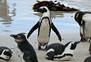 Zamość. W zoo zamieszkają pingwiny