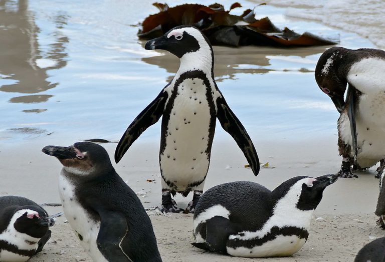 Zamość. W zoo zamieszkają pingwiny