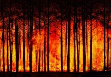 Ubiegły rok najcieplejszy w historii. W obecnym może być jeszcze gorzej Pożary lasów jako skutek globalnego ocieplenia