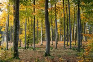 MKiŚ: Pierwszy krok rządu w kierunku ochrony cennych lasów