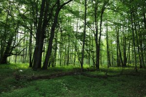 Trwa nabór na eksperta ds. zarządzania obiektem Białowieża Forest