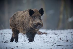 Kraków. Radni przyjęli rezolucję w sprawie powrotu do odławiania i relokacji dzików