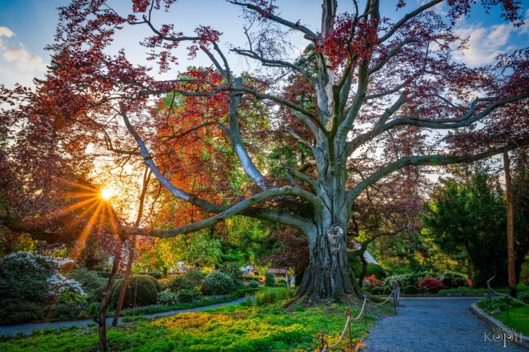 Polski buk z Arboretum w Wojsławicach ma szansę wygrać w konkursie na Europejskie Drzewo Roku