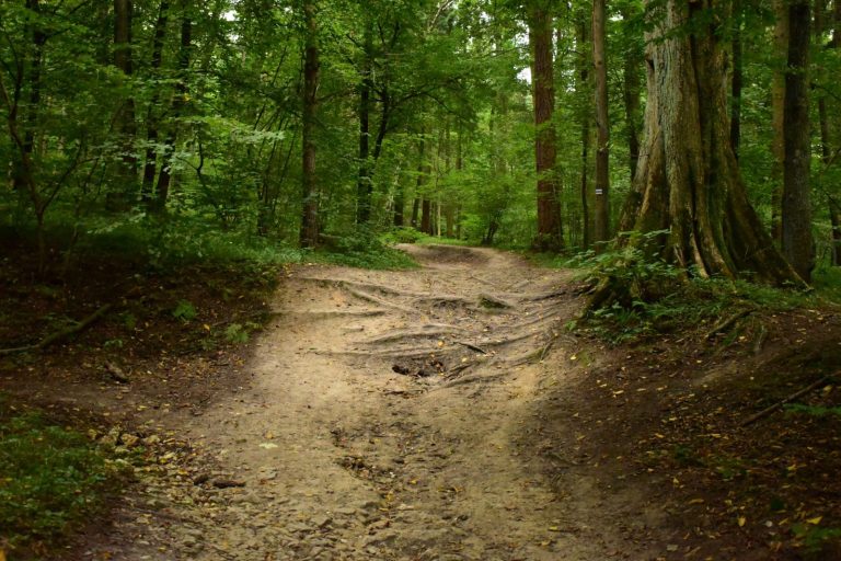 Świętokrzyskie. Ponad 37 mln zł z UE na ochronę bioróżnorodności w parkach krajobrazowych