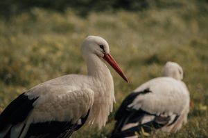 Zbliża się ogólnopolskie liczenie bocianów