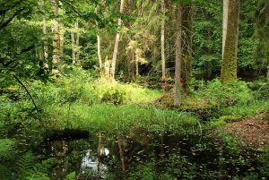Hennig-Kloska: musimy wyprowadzić całkowicie gospodarkę leśną z Puszczy Białowieskiej