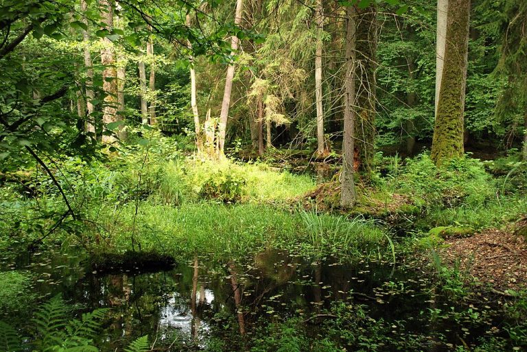 Resort klimatu planuje w 2027 r. zakończyć weryfikację potencjalnych obszarów przyszłych rezerwatów