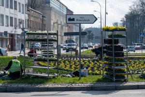 Wiosenne nasadzenia w Białymstoku jeszcze przed świętami wielkanocnymi