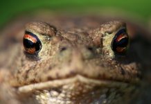 W Mazurskim Parku Krajobrazowym ratują płazy