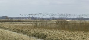 Migracja ptaków w Parku Narodowym 