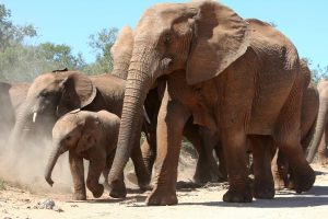 Stare afrykańskie słonie zagrożone przez zmiany klimatu