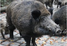 Samorządowcy z Trójmiasta z petycją o zgodę na odławianie dzików Dziki w mieście