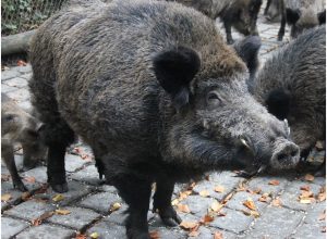 Samorządowcy z Trójmiasta z petycją o zgodę na odławianie  dzików