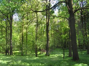 Trzydzieści nowych pomników przyrody w Katowicach