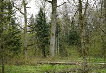 Nowa ustawa w sprawie ochrony Puszczy Białowieskiej Puszcza Białowieska