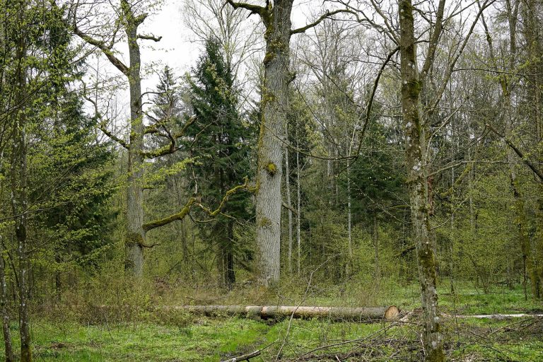 Nowa ustawa w sprawie ochrony Puszczy Białowieskiej