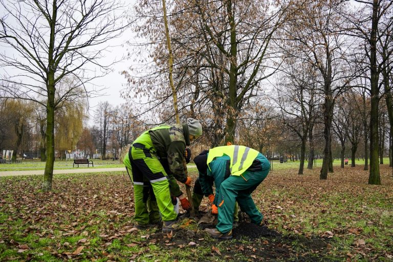 Nowe nasadzenia w Katowicach. Pojawi się ponad 1300 drzew