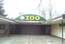 Poznań. Dyrektorka zoo zatrzymana m.in. za oszustwa i nadużycie uprawnień