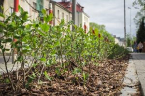 Warszawa chwali się usunięciem kilometrów „rozpłytowanego betonu