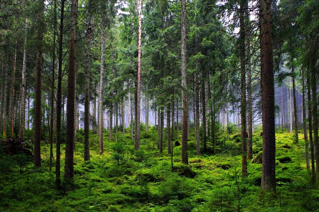 Ogólnopolska Narada o Lasach z dialogiem społecznym nt. przyszłości lasów