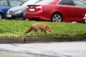 Dzikie zwierzęta w miastach. Pomaganie im może tylko zaszkodzić