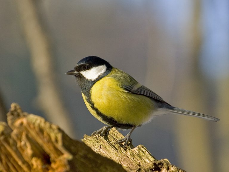 Naukowcy zbadali wpływ zanieczyszczenia środowiska na ubarwienie ptaków