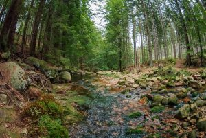 Nowa strona Polskich Parków Narodowych