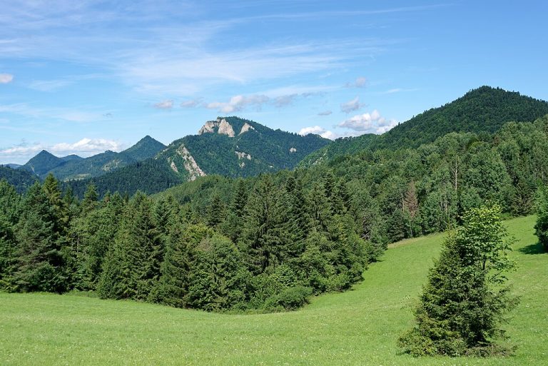 Najwyższe rodzime drzewo w Polsce to jodła pospolita rosnąca w Pieninach