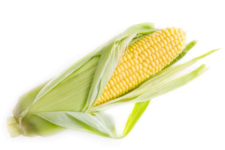 Kukurydza na kiszonkę – smaczna i wartościowa pasza dla zwierząt